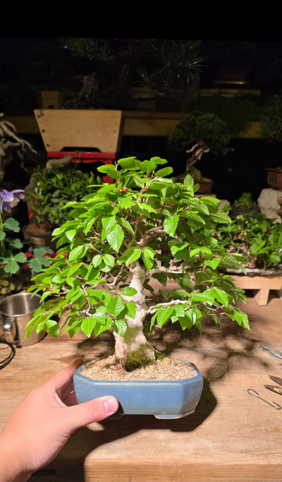 小众送妈妈的花有哪些花