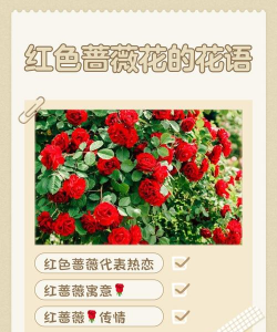 蔷薇花的花语