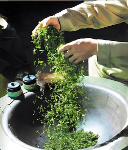 小众送妈妈的花有哪些花