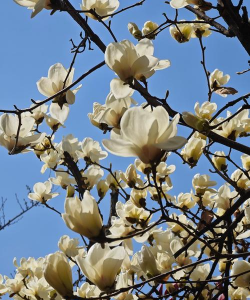 小众送妈妈的花有哪些花
