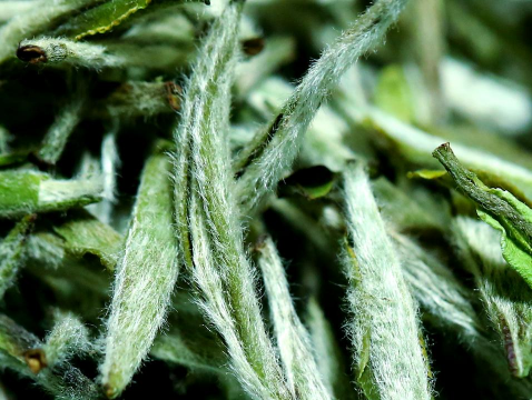 小众送妈妈的花有哪些花