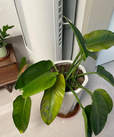 小众送妈妈的花有哪些花