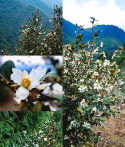 小众送妈妈的花有哪些花