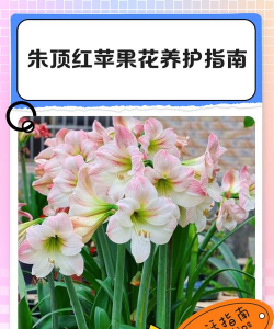 小众送妈妈的花有哪些花