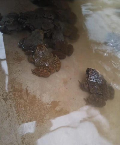 小众送妈妈的花有哪些花