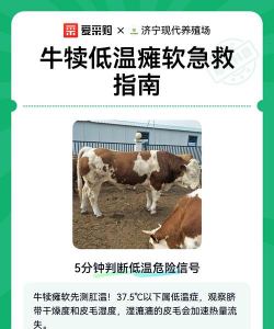 犊牛低温怎么治疗