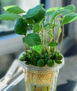 小众送妈妈的花有哪些花