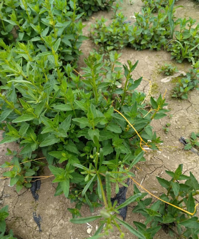 小众送妈妈的花有哪些花