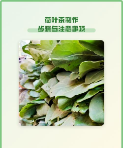 如何制作荷叶茶 荷叶茶的做法教程