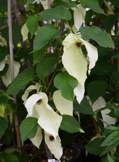 小众送妈妈的花有哪些花