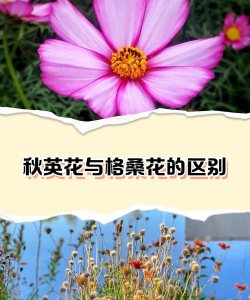 秋英是格桑花吗