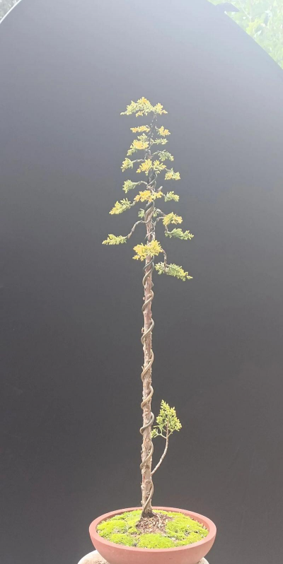 小众送妈妈的花有哪些花