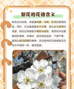 梨花的花语