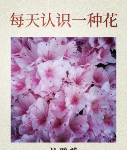 杜鹃花语是什么 杜鹃花语是什么