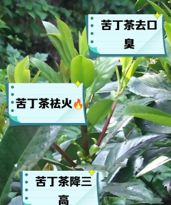苦丁茶能减肥吗