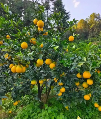 赣南脐橙产地 赣南脐橙产地