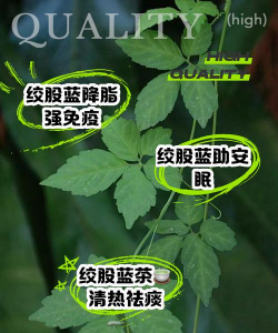 绞股蓝泡水喝的功效