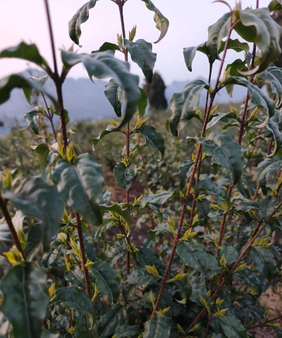 苦丁茶产地是哪里