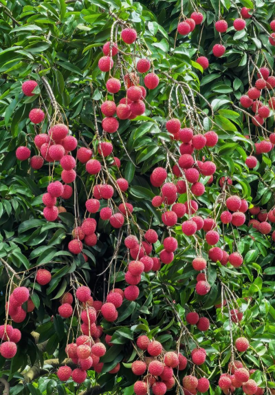 小众送妈妈的花有哪些花