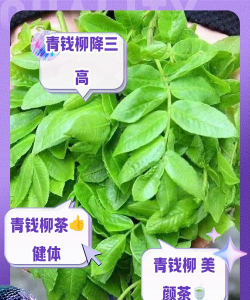 青钱柳茶有降糖作用吗