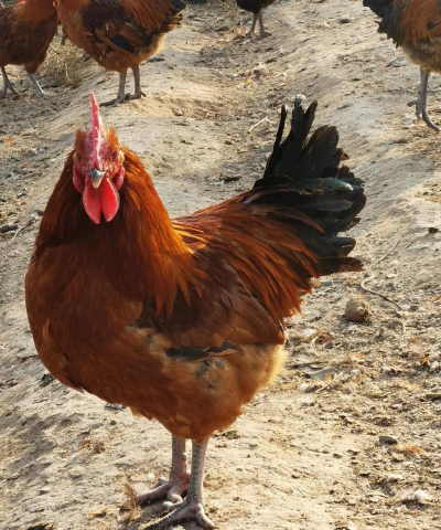 小众送妈妈的花有哪些花