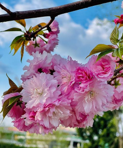 樱花的样子 樱花的样子