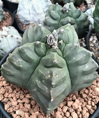 小众送妈妈的花有哪些花