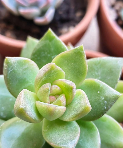 小众送妈妈的花有哪些花