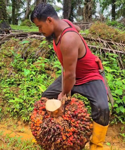 小众送妈妈的花有哪些花