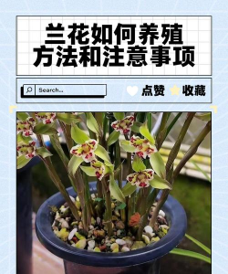 青兰花的养殖方法和注意事项