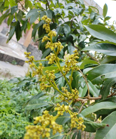 小众送妈妈的花有哪些花