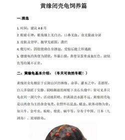 黄龟养殖方法和注意事项 黄龟养殖方法和注意事项