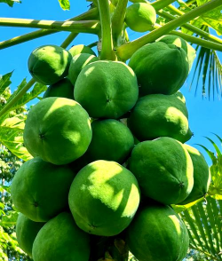 小众送妈妈的花有哪些花