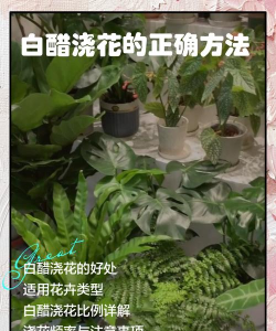 小众送妈妈的花有哪些花