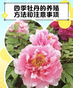 四季牡丹的养殖方法和注意事项