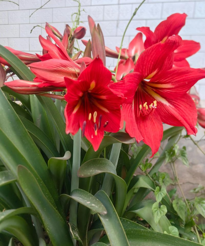 小众送妈妈的花有哪些花