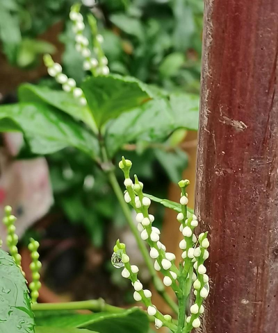 小众送妈妈的花有哪些花