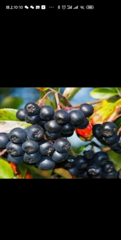 小众送妈妈的花有哪些花