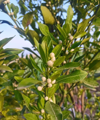小众送妈妈的花有哪些花