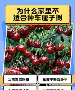 栽樱桃树十大禁忌