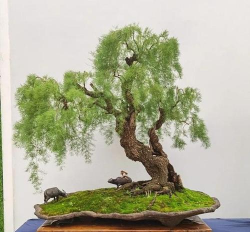 小众送妈妈的花有哪些花