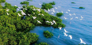 小众送妈妈的花有哪些花