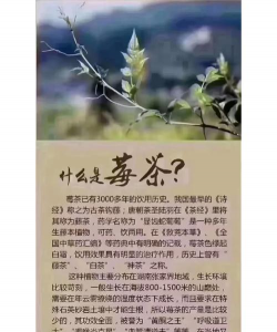 莓茶多少钱一斤