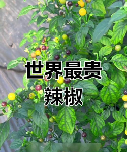 小众送妈妈的花有哪些花