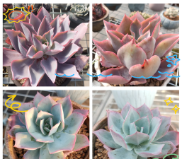 小众送妈妈的花有哪些花