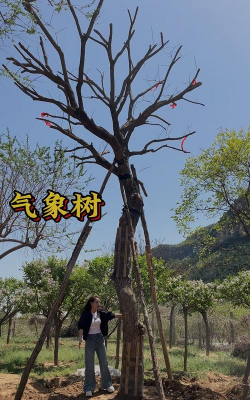 小众送妈妈的花有哪些花