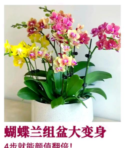 小众送妈妈的花有哪些花