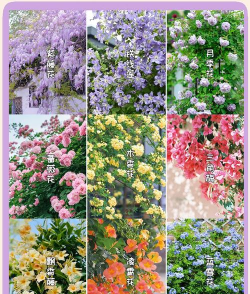 十大爬藤花卉排名