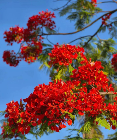 小众送妈妈的花有哪些花