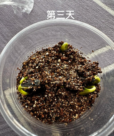 小众送妈妈的花有哪些花